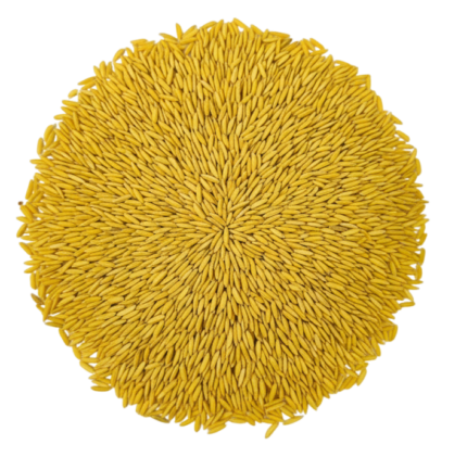 Paddy [Yellow Sark]